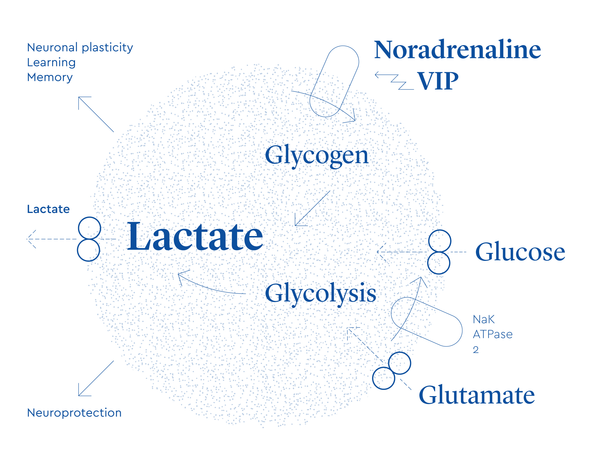 Multiple forms of working memory emerge from synapse–astrocyte interactions  in a neuron–glia network model